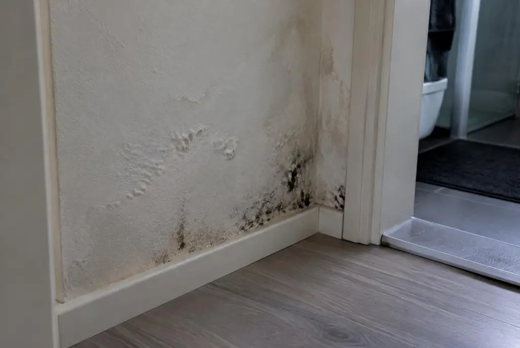 Lekdetectie Katwijk – vochtplek met schimmel op een muur